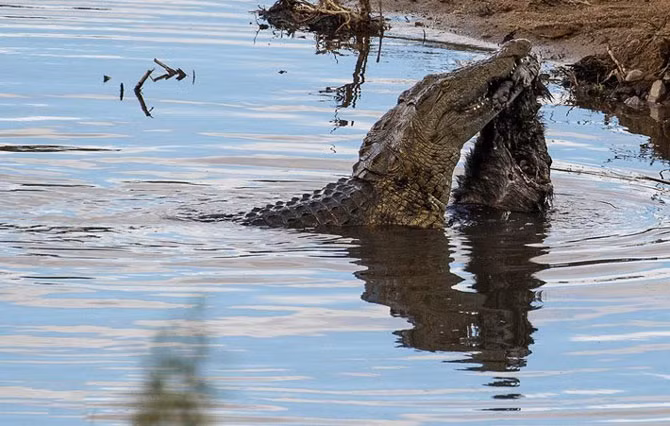 Con cá sấu khổng lồ cố gắng xé xác con lửng mật mà nó vừa săn được khi con mồi đi tìm nước uống. Tuy nhiên, nó gặp phải sự cố.