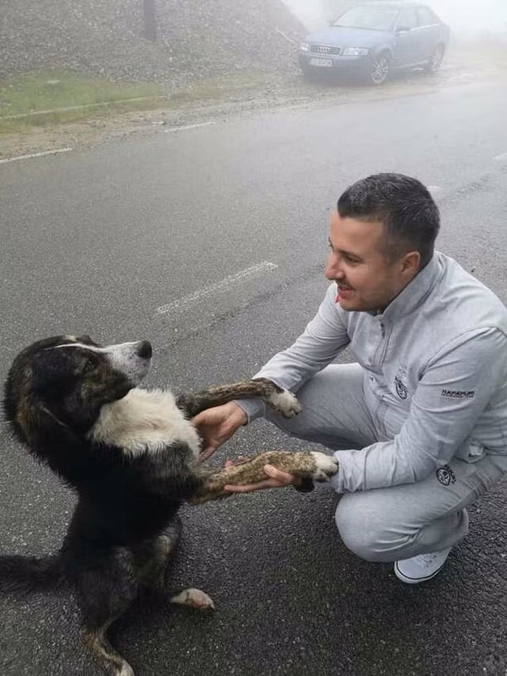 Chú chó hoang đã hành động "đẹp", canh chừng giúp người đi xe đạp bị thương suốt cả đêm.