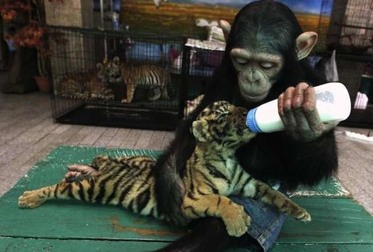 Tinh tinh cho hổ nhỏ bú bình vô cùng chuyên nghiệp.