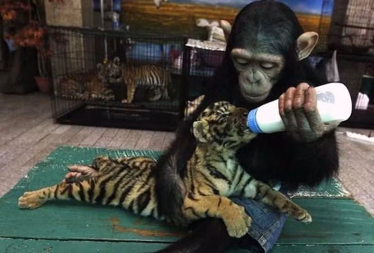 Tinh tinh cho hổ nhỏ bú bình vô cùng chuyên nghiệp.