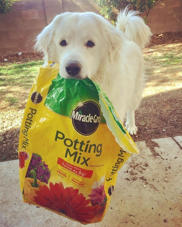 Trợ thủ "sai vặt" đắc lực của chủ nhân.