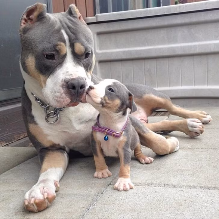 Không chỉ là một bà mẹ nghiêm khắc, chó mẹ cũng là bà mẹ vô cùng tình cảm.