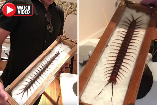 Hoang hon phat hien ret 