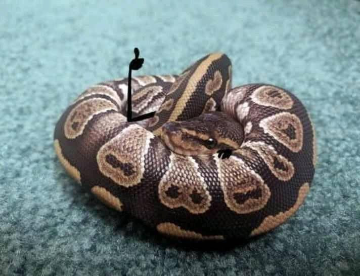 Hay lắm! Cho một "like".