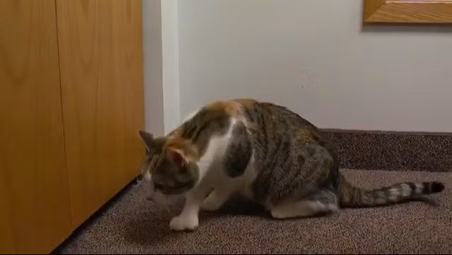 Mèo 28 ngón chân phá kỷ lục Guinness động vật kỳ quặc thế giới. Paws, con mèo sở hữu đến 28 ngón chân, phá kỷ lục Guinness thế giới cũ được thiết lập năm 2002 cho con mèo có nhiều ngón chân nhất. Paws sở hữu số ngón chân đặc biệt nhiều do mắc dị tật thừa ngón, còn gọi là polydactyl.