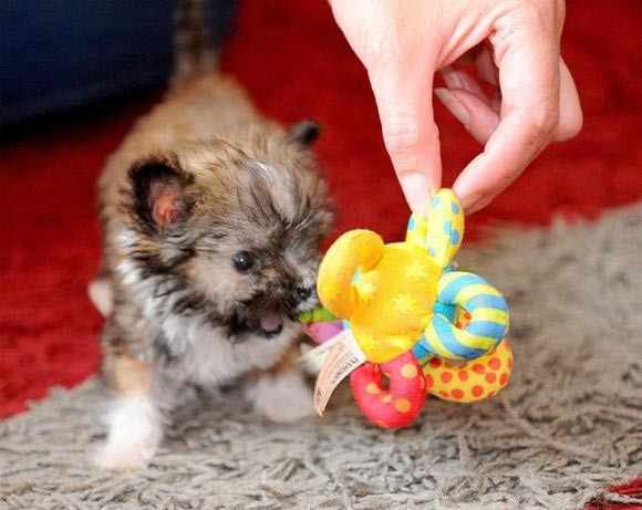 Tyson là chú chó nhỏ nhất nước Anh, khi đứng chỉ khoảng 10 cm, thậm chí còn ngắn hơn cả chiếc iPhone và chú ta chỉ nặng 300gram. Chú chó Tyson được lai 2 dòng chó Apso Lhasa và Chihuahuawa.