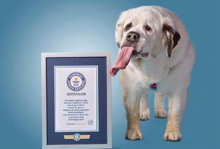 Mochi chụp ảnh cùng giấy chứng nhận kỷ lục thế giới.