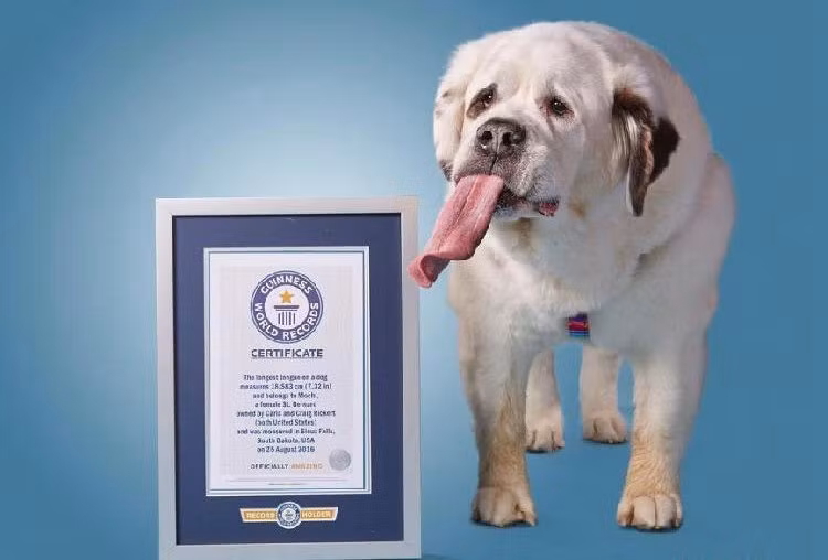 Mochi chụp ảnh cùng giấy chứng nhận kỷ lục thế giới.
