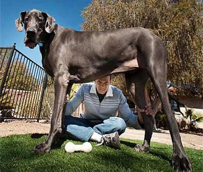 Chú chó giống Great Dane ở Mỹ hôm qua chính thức được sách kỷ lục Guinness công nhận là con chó cao nhất thế giới từ trước tới nay. Nó có tên là George Khổng lồ, cao tới 1,09 m và nặng 111 kg, ngốn gần 50 kg thức ăn mỗi tháng.