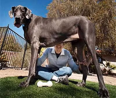 Chú chó giống Great Dane ở Mỹ hôm qua chính thức được sách kỷ lục Guinness công nhận là con chó cao nhất thế giới từ trước tới nay. Nó có tên là George Khổng lồ, cao tới 1,09 m và nặng 111 kg, ngốn gần 50 kg thức ăn mỗi tháng.