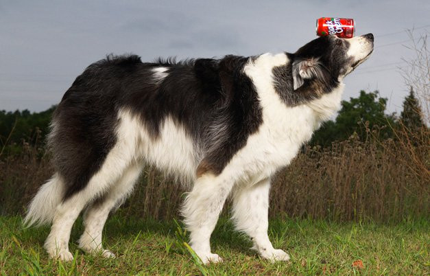 Sweet Pea, một chú chó mang dòng máu chó Chăn cừu Úc và Border Collie sống ở vùng Grayslake bang Illinois, Mỹ, giành chức vô địch cự ly chạy thăng bằng 100m, kỉ lục này được lập tháng 9 năm 2008. Những con chó tham gia phải đặt 1 lon nước trên đầu, và chạy thiệt lẹ về đích cách 100 m. Kỷ lục của Sweet Pea là 2 phút 55 giây.