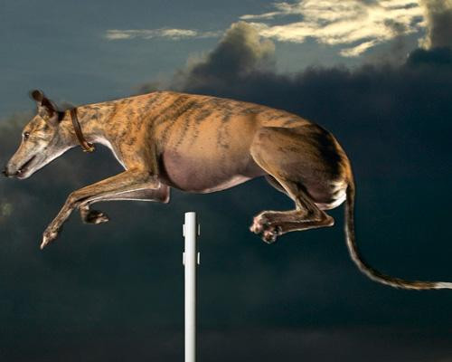 Với thành tích vượt qua mức sào cao 1,727 m tại cuộc thi Purina Incredible Dog Challenge National Finals vào năm 2006, chú chó Cinderella May đã điền tên mình vào sách kỷ lục Guinness chú chó nhảy cao nhất.