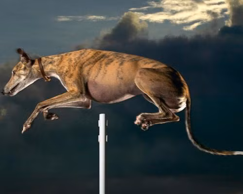 Với thành tích vượt qua mức sào cao 1,727 m tại cuộc thi Purina Incredible Dog Challenge National Finals vào năm 2006, chú chó Cinderella May đã điền tên mình vào sách kỷ lục Guinness chú chó nhảy cao nhất.