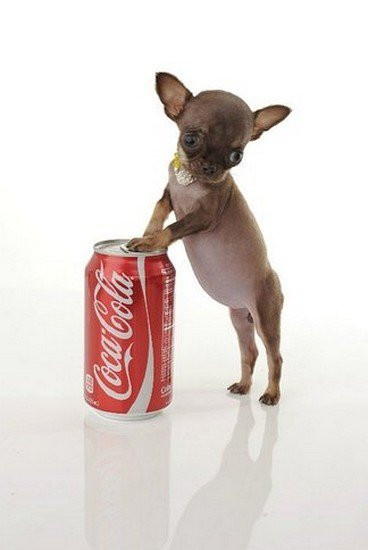 Milly, một con chó cái thuộc giống Chihuahua, đang sống tại Dorado, Puerto Rico. Milly chỉ cao 9.65 cm. Chú chó ghi danh kỷ lục Guinness chó lùn nhất thế giới.