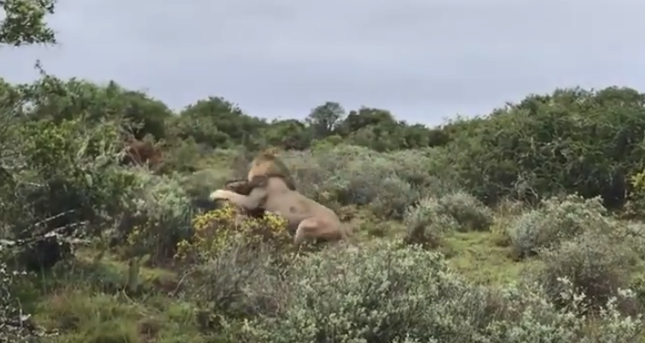 Xot xa huou cao co bo mang truoc nanh vuot su tu