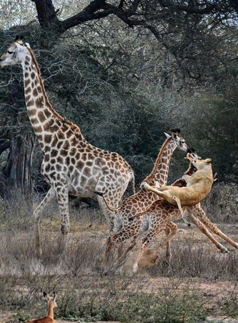Những hình ảnh được chụp tại Nam Phi cho thấy sư tử không chỉ là kẻ đi săn mạnh bạo, tàn ác mà còn rất thông minh. Kết quả của cuộc đi săn là viên mãn cho sư tử.