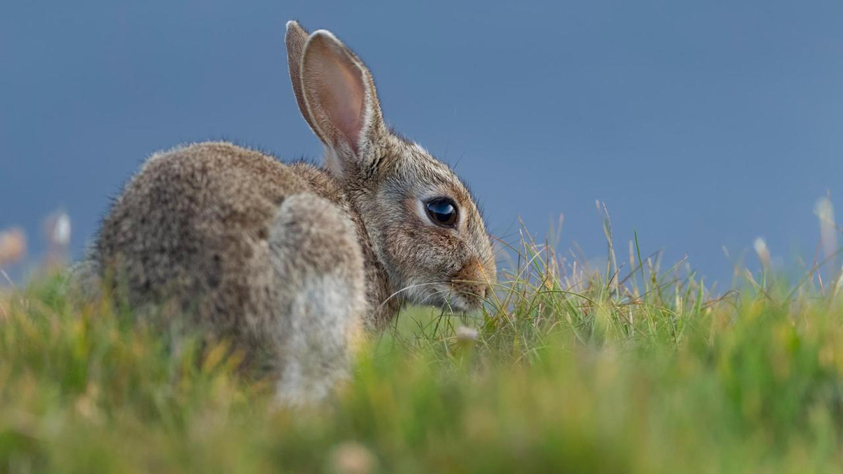 Thỏ và chuột ăn phân của chính nó. Không phải tất cả loài thỏ và chuột đều sẽ ăn phân của chính nó, mà chỉ xuất hiện ở một vài loài. Điển hình nhất là thỏ rừng Nhật Bản, và chuột lang, chuột túi má, chuột lemming, chuột đồng... và cả sóc sin-sin. Thỏ rừng Nhật Bản có tên khoa học là Lepus brachyurus, thuộc loài sống về đêm, rất ưa chạy nhảy. Mỗi khi đêm xuống, nó lại chui ra khỏi hang, tìm kiếm cỏ và lá cây. Bình minh lên, nó mới quay trở về nơi trú ẩn để tránh bị các loài thú ăn thịt săn bắt. Ở trong hang, thỏ rừng Nhật Bản sẽ vừa ị vừa... nhặt lại ăn. Với loài động vật này, những viên phân nóng sốt, mềm mượt vừa thoát ra khỏi “cửa hậu” là món “ăn vặt” khoái khẩu nhất. 
