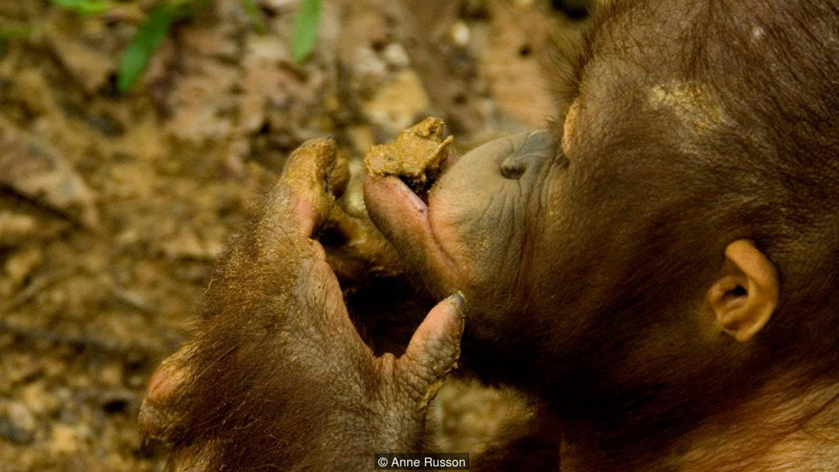 Đười ươi ăn đất sét. Tương tự thói quen ăn đất ụ mối của vẹt đuôi dài màu vàng, đười ươi (Orangutan) cũng tha thẩn kiếm đất sét ăn chơi. Trong đất sét chứa hợp chất muối Kaolin có tác dụng chữa tiêu chảy. Đười ươi cũng là loài ăn thực vật nên rất dễ bị “tào tháo rượt”. Nhờ nhai đỡ vài cục đất sét, nó có thể hạn chế nguy cơ này. 