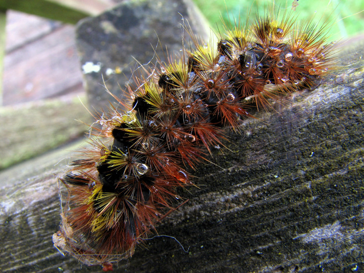 Đổi lại, hóa chất phòng thủ iridoid glycosides sẽ được chuyển sang cơ thể con sâu. Từ lúc này, nó có thể thoải mái ăn các món yêu thích của nó, ví dụ như rau xà lách hay lá bồ công anh, mà chẳng bao giờ phải lo bị kiến hè nhau làm thịt hay ong ký sinh chọn mặt đẻ trứng lên người. 