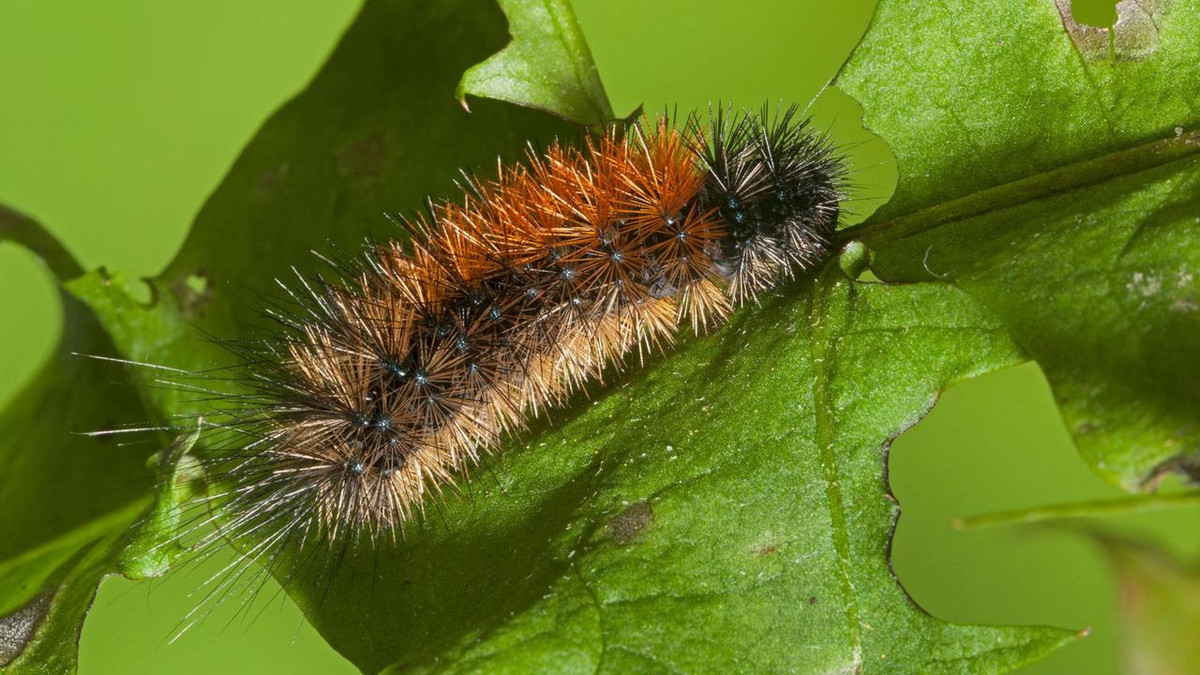 Khốn nỗi “tránh vỏ dưa lại gặp vỏ dừa”. Những con sâu bướm hổ gỗ bạt mạng ăn quá nhiều lá Plantago lanceolata sẽ bị biến đổi sắc tố, chuyển từ màu đen sang màu cam, vàng rực rỡ. Với bộ lông bắt mắt như thế, nó vô tình mời gọi chim chóc đến xơi. Chuyện sinh tồn giữa thiên nhiên khắc nghiệt quả là vẫn lắm nỗi éo le quá đỗi!