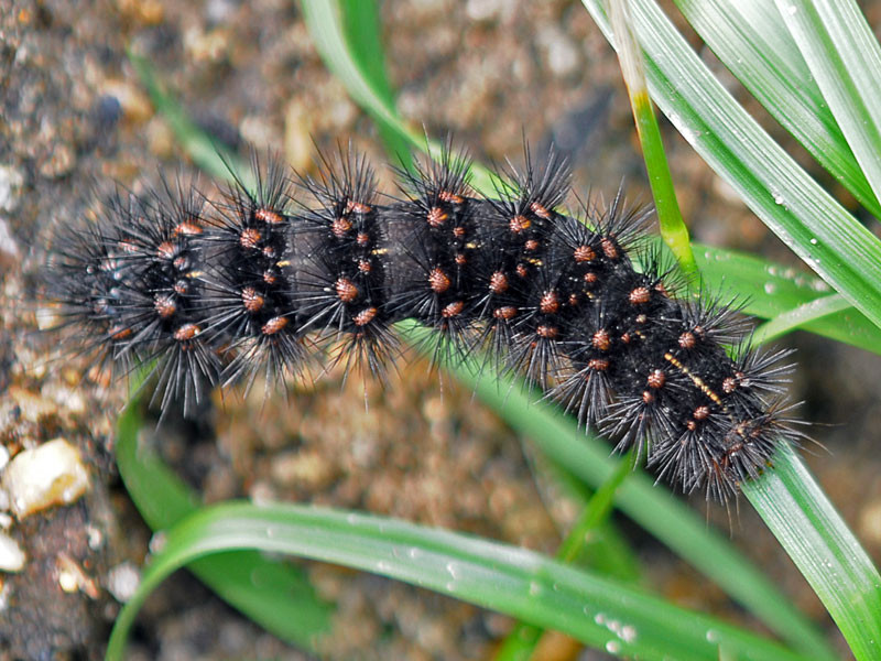 Sâu bướm hổ gỗ ăn lá cây chứa hóa chất phòng thủ độc hại. Một số loài thực vật đã tiến hóa để có khả năng tiết ra hóa chất phòng phủ iridoid glycosides. Với hóa chất này, dù cả đời vẫn đứng yên một chỗ, nó cũng chẳng phải lo bị động vật ăn lá cây vặt trụi. Plantago lanceolata là loài cây có khả năng siêu việt ấy. Vậy nhưng thỉnh thoảng, nó vẫn bị sâu bướm hổ gỗ (Parasemia plantaginis) nhai mất đôi ba góc trên phiến lá xanh mỡ màng. 