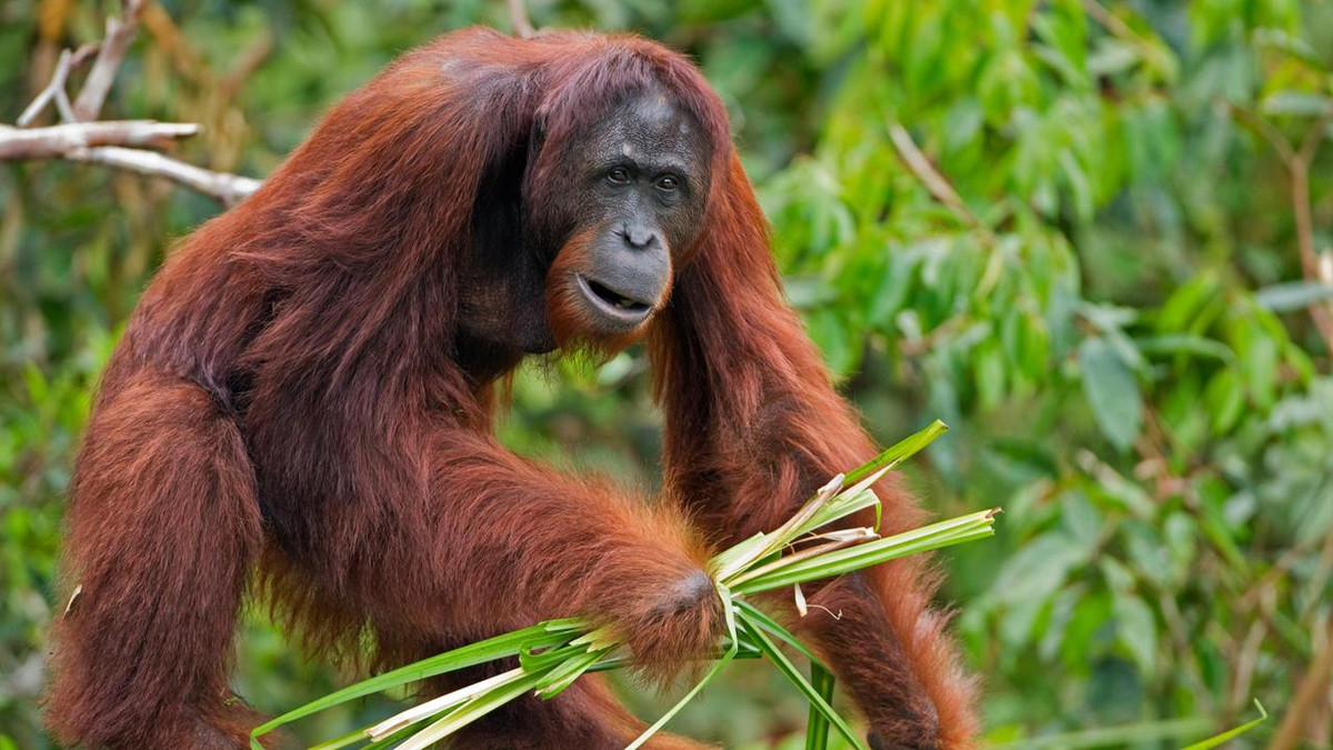 Dĩ nhiên là với loài động vật thông minh như đười ươi, nó không bốc bừa mọi cục đất sét lên mà ăn. Tính ra, đười ươi rất “kén cá chọn canh”. Chỉ những cục đất có hàm lượng vi chất cực cao mới được chúng lựa chọn. 