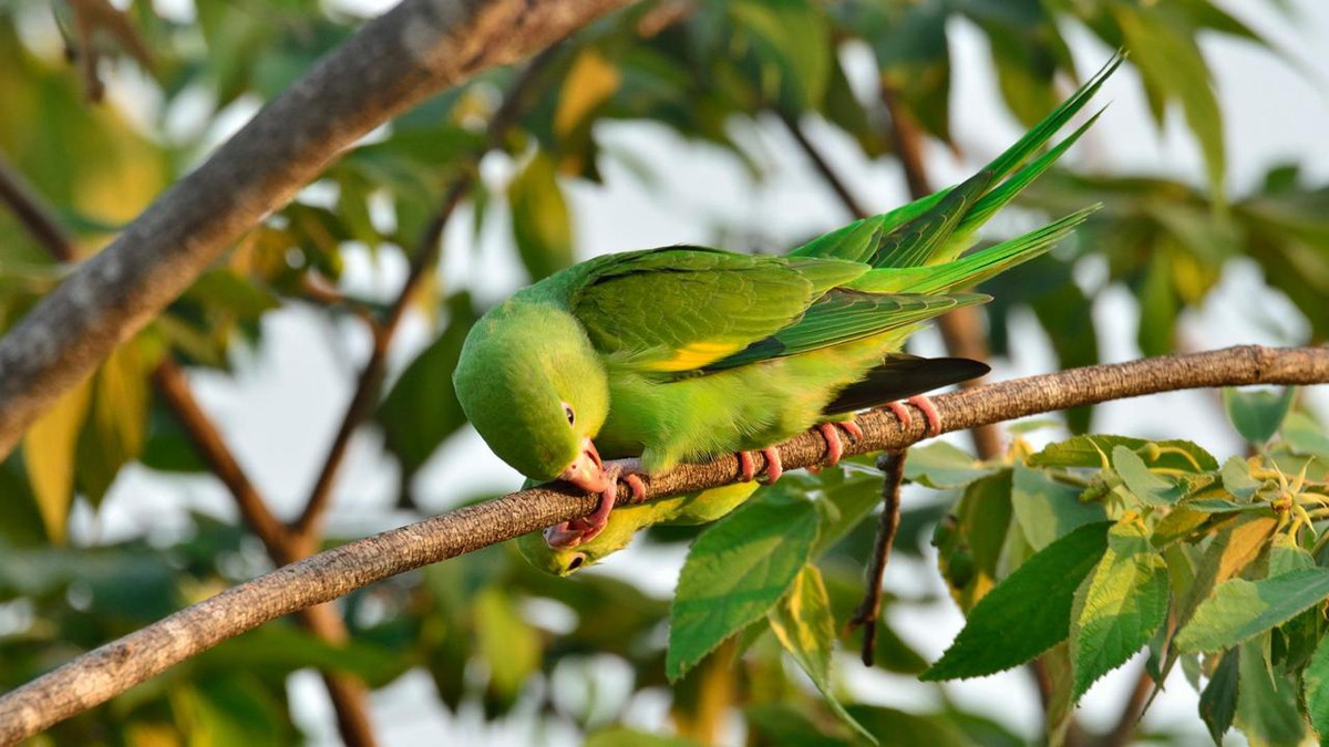 Đậu trên ụ mối, vẹt đuôi dài màu vàng từ tốn gặm “tường thành”. Phân tích thử một mảnh đất ụ mối bị chúng phá, người ta phát hiện trong đó có chứa cả phốt pho lẫn kali, những chất rất tốt cho trứng chim. Không chỉ thế, loại đất đã qua quá trình xử lý của các “thợ xây” mối còn có khả năng trung hòa độc tố từ thực vật nữa. Một số trái cây trong rừng mà vẹt đuôi dài ngấu nghiến nhai có chứa cả chất độc. Tuy nhiên, nhờ ăn thêm đất ụ mối, chúng có thể tiêu hóa tất tần tật mà không phải lo lắng gì. 