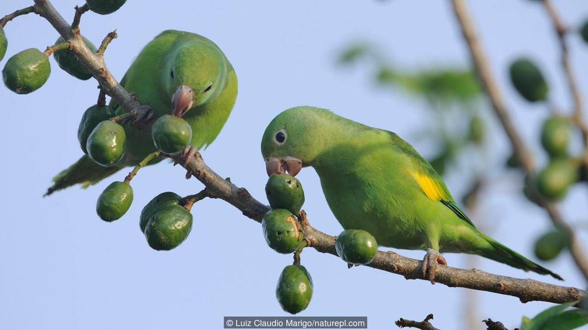 Vẹt đuôi dài màu vàng ăn đất ụ mối. Loài vẹt có thói quen kỳ lạ này sống ở Brazil. Nó có tên khoa học là Brotogeris chiriri. Mỗi ngày, sau khi nhét đầy cái dạ dày bằng trái cây hoang dã, vẹt đuôi dài màu vàng lại cặm cụi khoét thân cây mục để làm tổ. Chỉ có điều là đôi lúc, chúng cũng bỏ việc “làm nhà” để bay đến các ụ mối cao ngất gần đấy. 