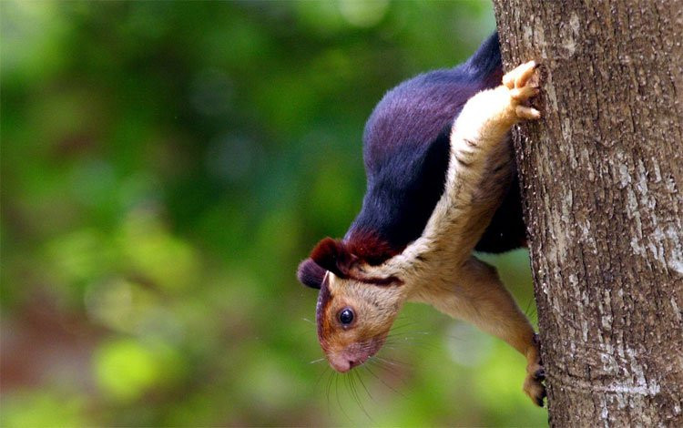 Tham loai soc sac so nhat hanh tinh, loe loet nhu tranh ve