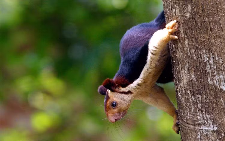 Tham loai soc sac so nhat hanh tinh, loe loet nhu tranh ve