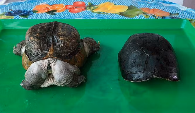 Điểm khác lạ của "quái vật" rùa này là phần mai tròn và nhỏ hơn so với cơ thể.