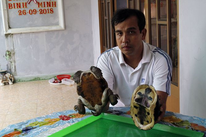  Bụng rùa có màu vàng óng.