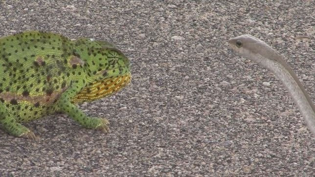 Ran Mamba den cuc doc 