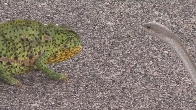 Ran Mamba den cuc doc 