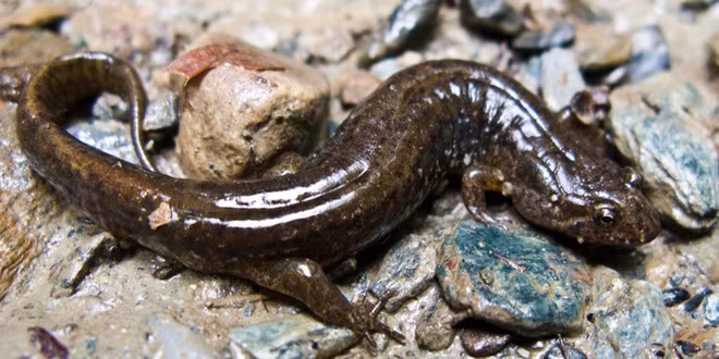 Bang Illinois cấm nuôi nhốt hay giết hại các loài động vật dưới nước trị giá từ 600 USD (gần 14 triệu đồng) trở lên