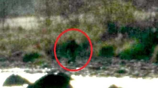 Quận Skamania, bang Washington cấm bất kỳ ai lần mò theo quái vật Big Foot (Chân To), một sinh vật giống như khỉ, rất to lớn và sống trong rừng, đến nay vẫn là bí ẩn của giới khoa học. Nếu phát hiện và cố tình theo dấu Big Foot cũng như "các phân loài chưa được khám phá khác, thì đó là một trọng tội bị phạt tiền và/hoặc phạt tù", luật địa phương quy định.