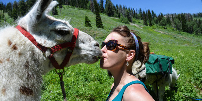 Bị chấn thương bởi lạc đà là phạm tội. Luật bang Georgia, Mỹ quy định, những người tham gia vào các hoạt động thể thao giải trí với lạc đà không bướu như cưỡi, huấn luyện, dắt đi dạo... sẽ chịu trách nhiệm trước pháp luật nếu họ bị chấn thương do lạc đà gây ra. Điều luật được cho là giúp mọi người ý thức cao về sự an toàn của mình, cũng như bảo vệ quyền lợi cho những nông dân nuôi lạc đà trong trường hợp sự cố xảy ra.