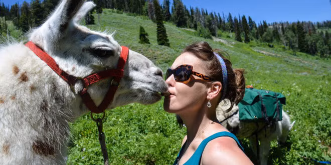Bị chấn thương bởi lạc đà là phạm tội. Luật bang Georgia, Mỹ quy định, những người tham gia vào các hoạt động thể thao giải trí với lạc đà không bướu như cưỡi, huấn luyện, dắt đi dạo... sẽ chịu trách nhiệm trước pháp luật nếu họ bị chấn thương do lạc đà gây ra. Điều luật được cho là giúp mọi người ý thức cao về sự an toàn của mình, cũng như bảo vệ quyền lợi cho những nông dân nuôi lạc đà trong trường hợp sự cố xảy ra.