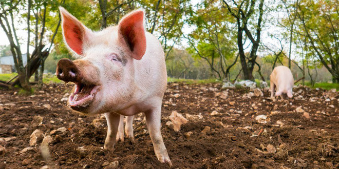 Cho lợn ăn rác thải là phạm luật. Điều luật chỉ áp dụng cho các hộ nuôi lợn bán buôn, mục đích bảo vệ người tiêu dùng. Bang Arizona quy định, nếu các hộ dân nuôi lợn để giết thịt tại nhà mà không bán buôn, thì họ cho lợn ăn gì cũng không phạm luật.