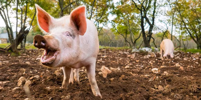 Cho lợn ăn rác thải là phạm luật. Điều luật chỉ áp dụng cho các hộ nuôi lợn bán buôn, mục đích bảo vệ người tiêu dùng. Bang Arizona quy định, nếu các hộ dân nuôi lợn để giết thịt tại nhà mà không bán buôn, thì họ cho lợn ăn gì cũng không phạm luật.