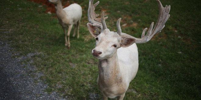 Bang Tennessee cấm săn bắn, đặt bẫy hay làm hại hươu nai bạch tạng, nếu cố tình gây hại cho hươu nai bạch tạng, bạn sẽ bị xử phạt theo tội tiểu hình loại A (gần với án hình sự và có thể nhận tù treo).
