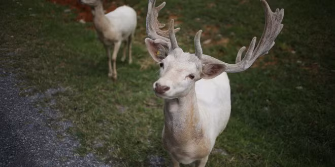 Bang Tennessee cấm săn bắn, đặt bẫy hay làm hại hươu nai bạch tạng, nếu cố tình gây hại cho hươu nai bạch tạng, bạn sẽ bị xử phạt theo tội tiểu hình loại A (gần với án hình sự và có thể nhận tù treo).