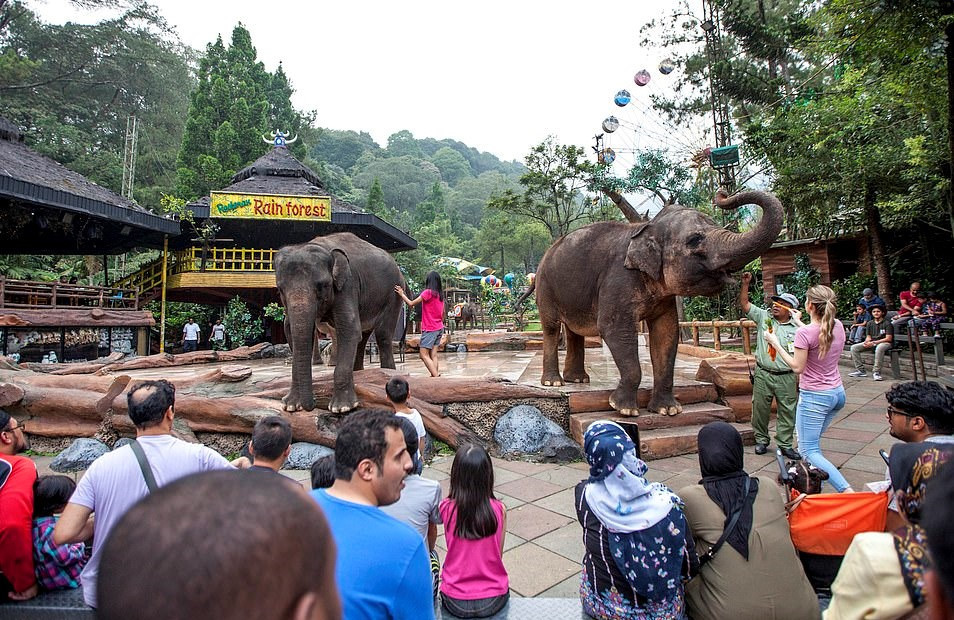 Nhiều du khách đến thăm vườn thú không hay biết những con voi hiền hòa, thân thiện mình đang cho ăn, vuốt ve, phải chịu đựng sự đau đớn về thể xác và tinh thần như thế nào. Vườn thú Taman Safari đã vi phạm nghiêm trọng các điều lệ của hiệp hội WAZA. Doug Cress, giám đốc điều hành của WAZA, cho biết: "WAZA coi trọng vấn đề an sinh động vật và sẽ điều tra làm rõ vụ việc này".