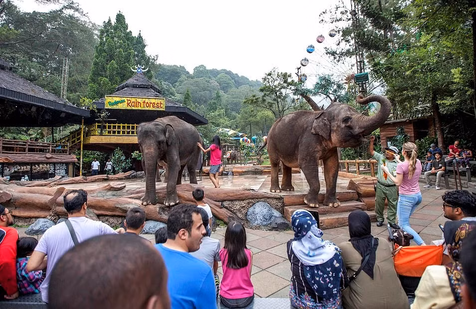 Nhiều du khách đến thăm vườn thú không hay biết những con voi hiền hòa, thân thiện mình đang cho ăn, vuốt ve, phải chịu đựng sự đau đớn về thể xác và tinh thần như thế nào. Vườn thú Taman Safari đã vi phạm nghiêm trọng các điều lệ của hiệp hội WAZA. Doug Cress, giám đốc điều hành của WAZA, cho biết: "WAZA coi trọng vấn đề an sinh động vật và sẽ điều tra làm rõ vụ việc này".