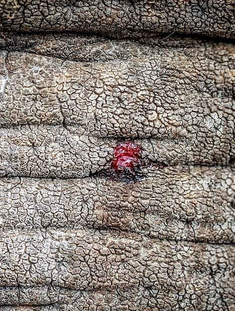 Tuy nhiên, vườn thú Taman Safari đã làm trái các quy định của hiệp hội. Phóng viên ảnh của tổ chức Born Free đã ghi lại hình ảnh vết thương của các chú voi. Tình trạng này xảy ra không chỉ ở một con mà hầu hết voi ở sở thú đều bị thương do bạo hành.