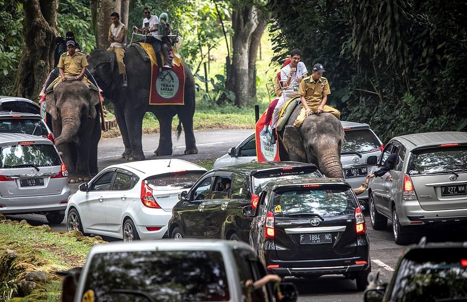 Voi là động vật thông minh và tình cảm. Chúng rất dễ bị kích động nên đòi hỏi những người huấn luyện, chăm sóc phải kiên trì, ân cần và khéo léo. Việc sử dụng các hành động bạo lực để xâm hại sẽ khiến chúng bị tổn thương lớn về tinh thần và đau đớn về thể xác.