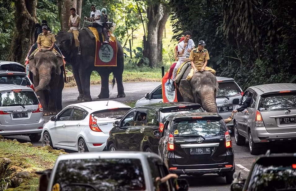 Voi là động vật thông minh và tình cảm. Chúng rất dễ bị kích động nên đòi hỏi những người huấn luyện, chăm sóc phải kiên trì, ân cần và khéo léo. Việc sử dụng các hành động bạo lực để xâm hại sẽ khiến chúng bị tổn thương lớn về tinh thần và đau đớn về thể xác.