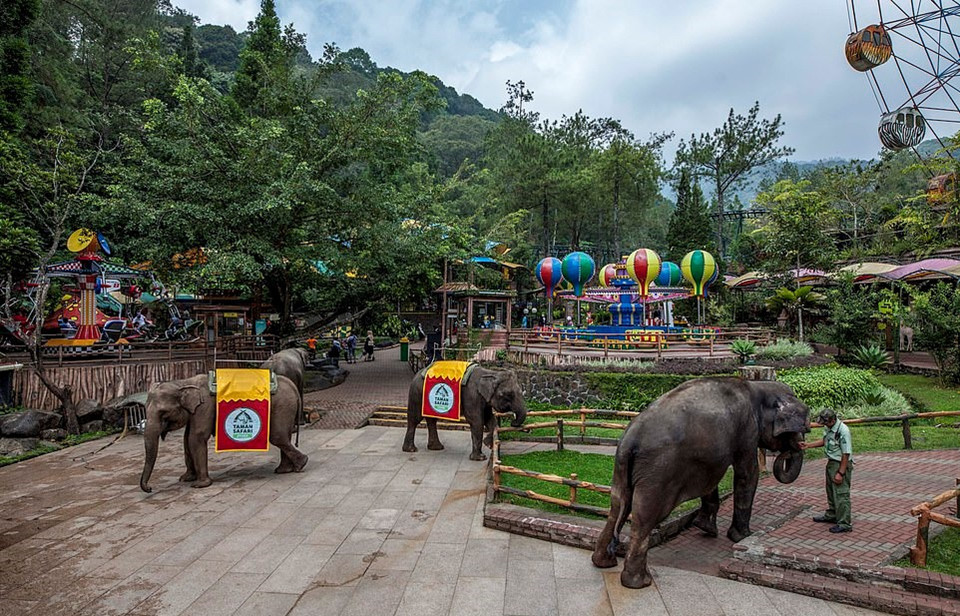 Trên website Taman Safari Indonesia (TSI), vườn thú này có những khẩu hiệu tuyên bố họ là đơn vị tiên phong ở Indonesia trong việc bảo tồn và chăm sóc động vật hoang dã. Tuy nhiên, sau khi sự việc bạo hành diễn ra tại đây được phơi bày, chắc chắn sẽ có nhiều làn sóng chỉ trích, phẫn nộ trong và ngoài nước lên án vườn thú.