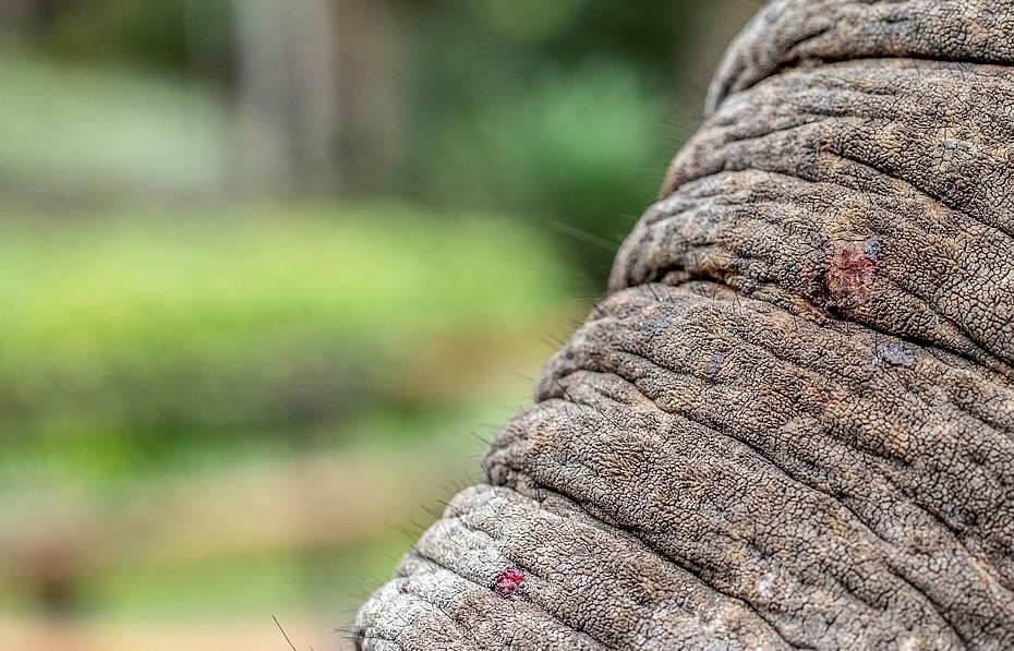 Theo Mail Online, vườn thú này là thành viên của Hiệp hội Sở thú và Thủy cung thế giới (WAZA). Mọi thành viên trực thuộc hiệp hội này đều phải có trách nhiệm đối xử và chăm sóc các loài động vật trong điều kiện nuôi nhốt tốt nhất và tuyệt đối không xảy ra các hành vi bạo hành các con thú.