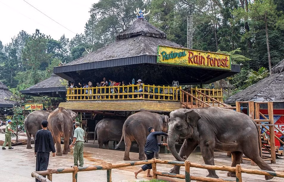 Hành động này xảy ra trước sự chứng kiến của rất đông khách du lịch đang xem buổi biểu diễn xiếc tổ chức tại sở thú.